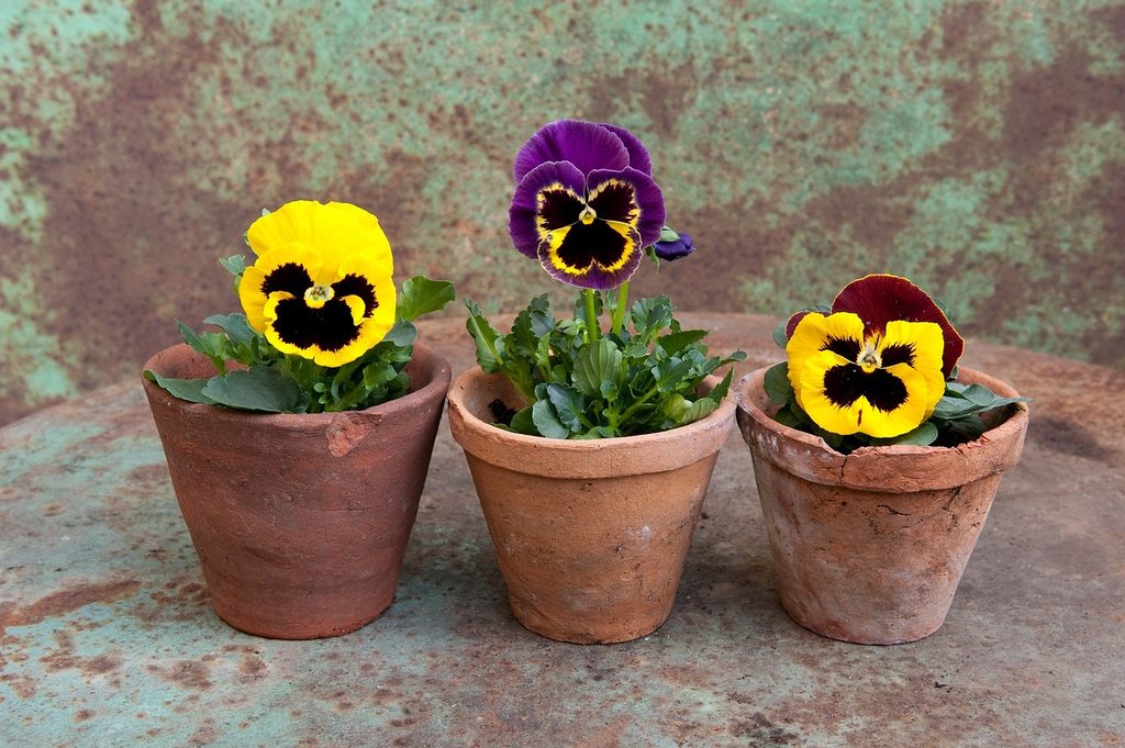 Three pansy plants in terracotta pots