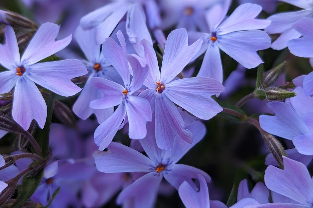 Purple bacopa flowers