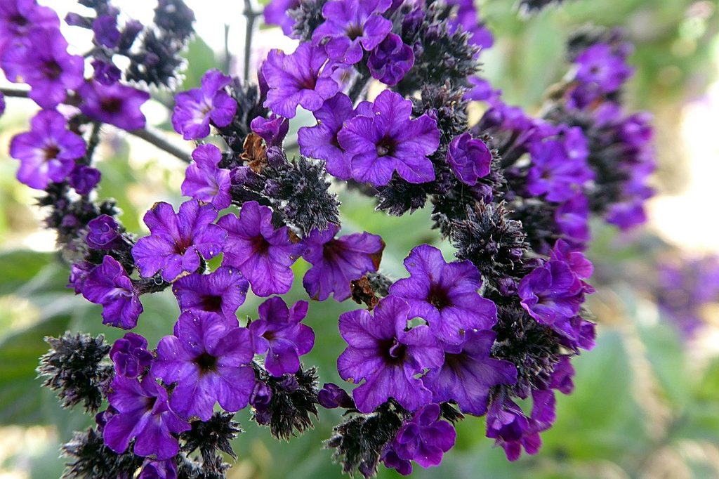 Purple heliotrope flowers close up