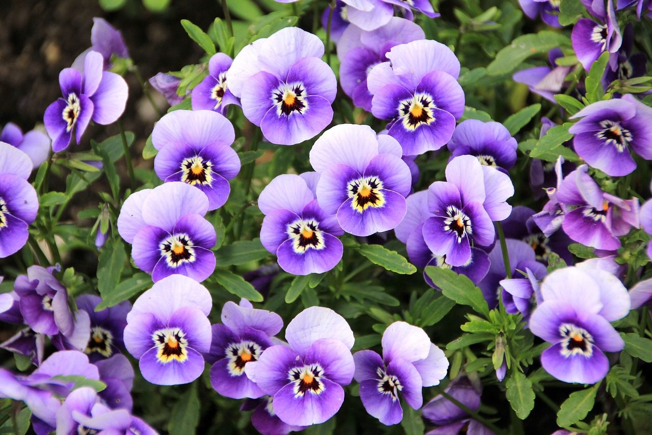 Purple and white pansy flowers