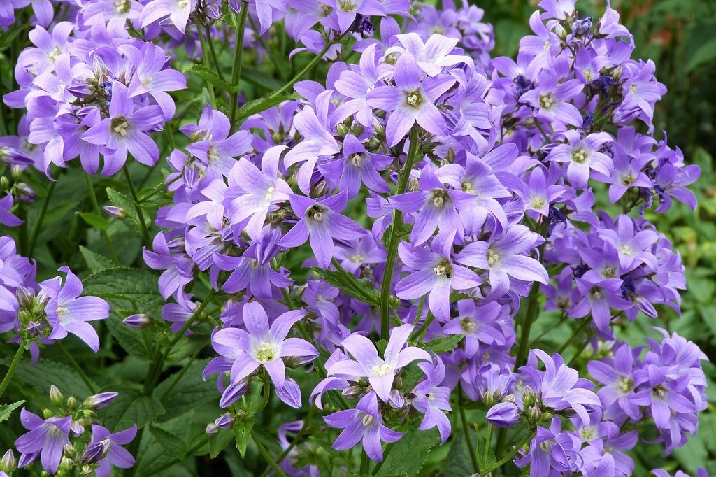 Tall bellflower flower stalks with light purple flowers