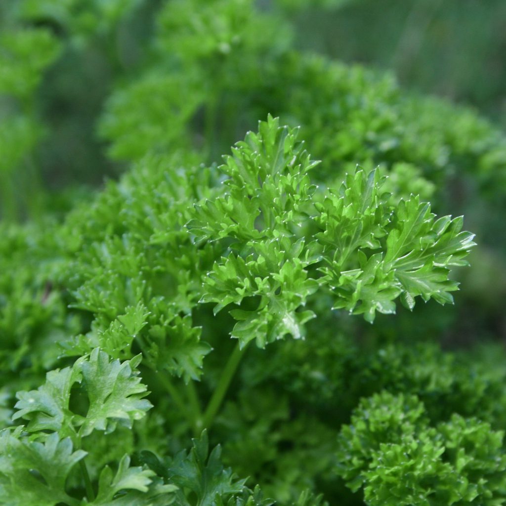 Curly parsley