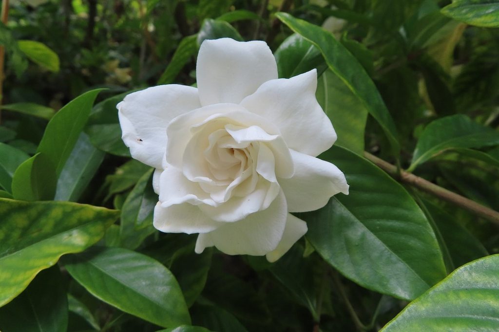 A white gardenia flower