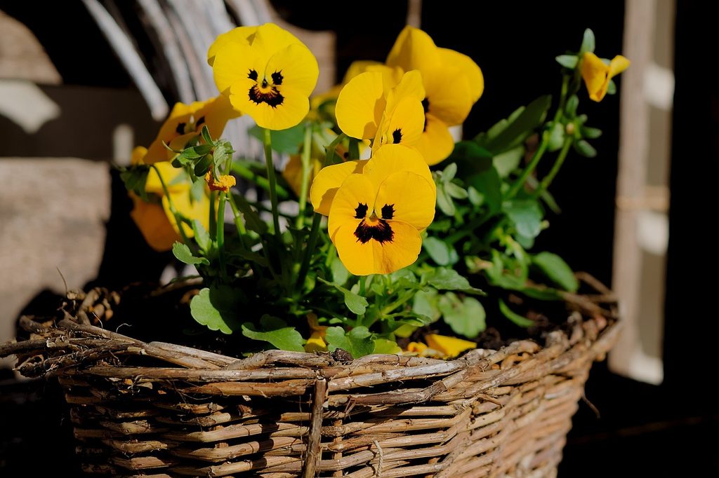 Yellow pansies growing in a basket