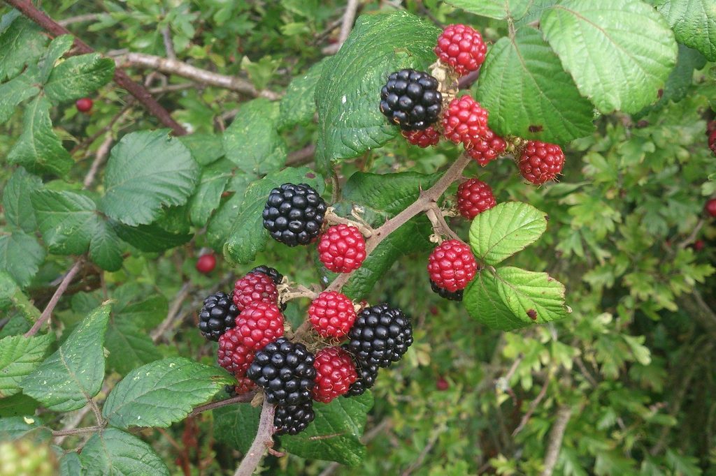 Blackberries ripening on the vine.