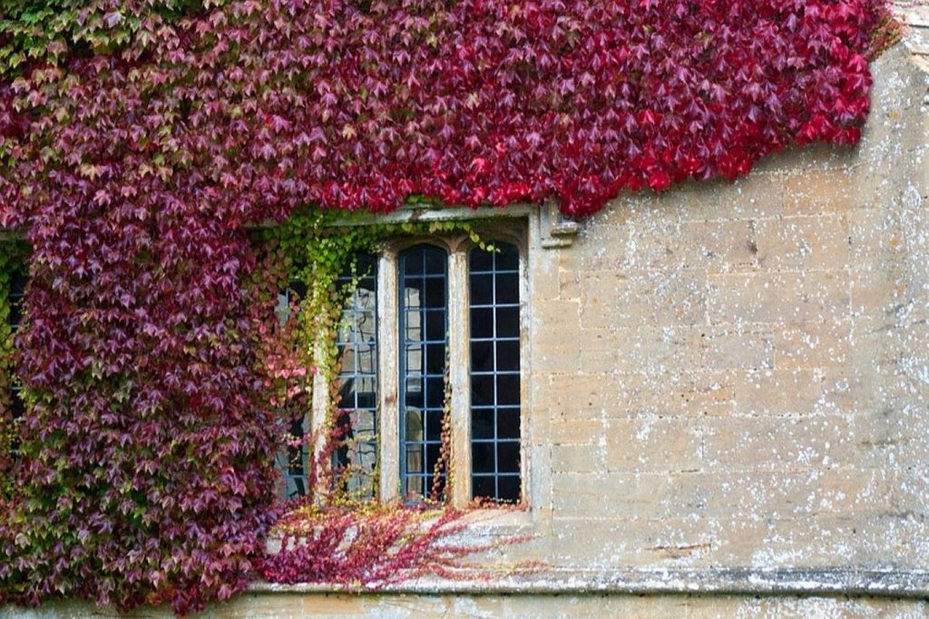 Boston ivy growing up a wall