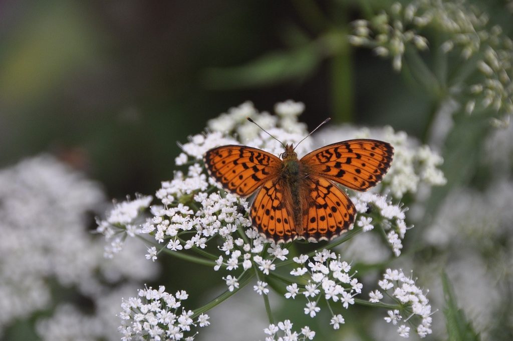 An orange and black butterfly on white yarrow flowers