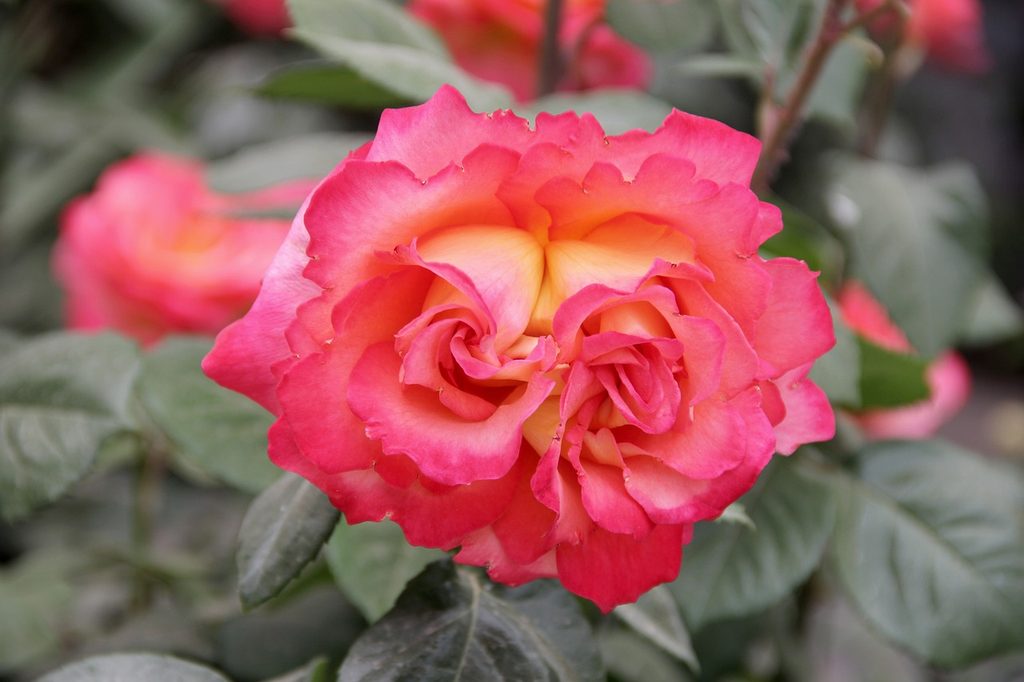 Pink and orange Chinese roses