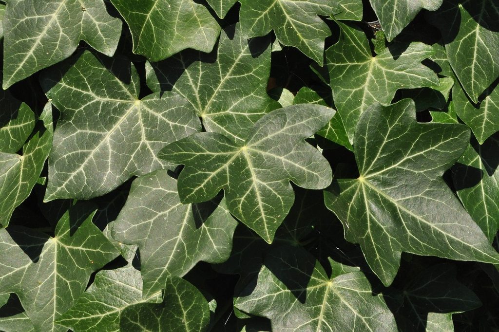 Wide, dark green ivy leaves.