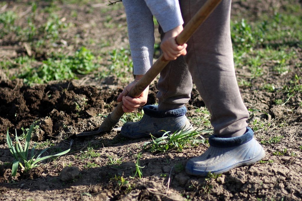 A person digging with a shovel in the garden