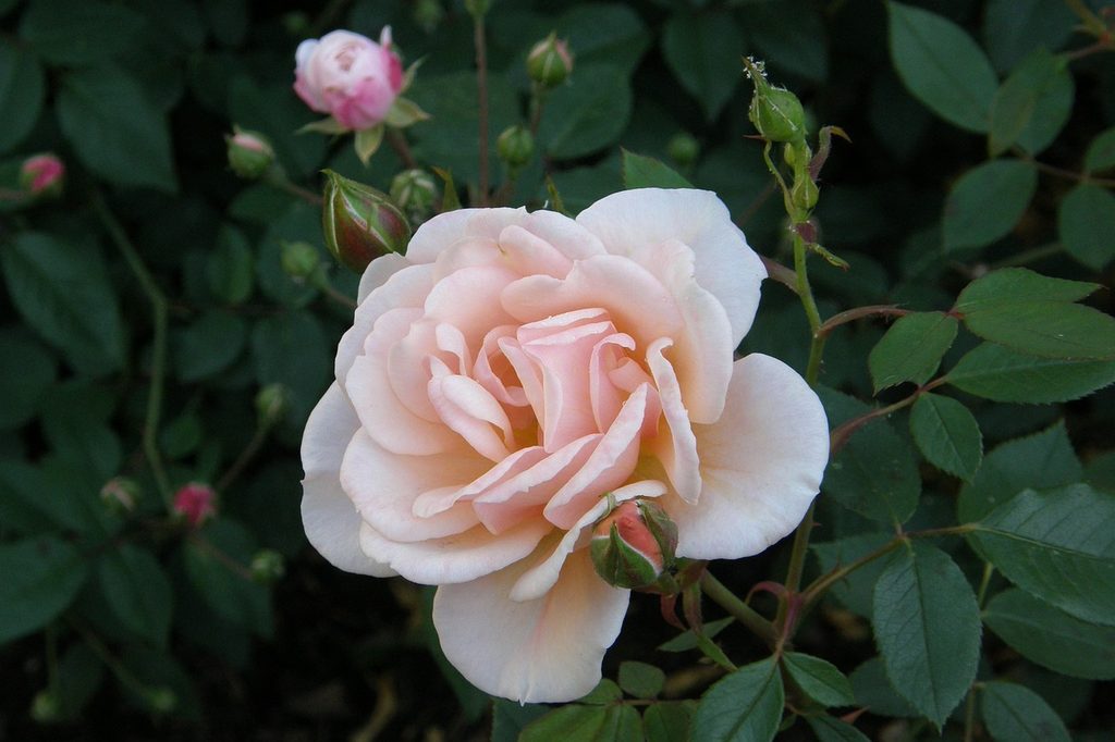 Cream colored floribunda roses