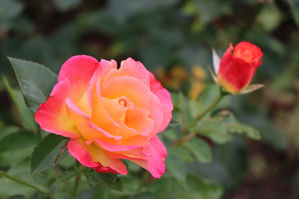 Orange and pink hybrid tea roses