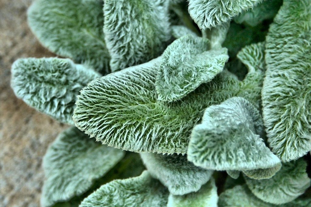 Lamb's ear plant