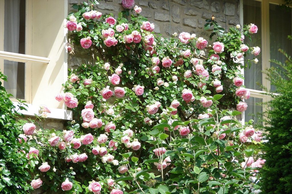 Pink climbing roses growing up a wall