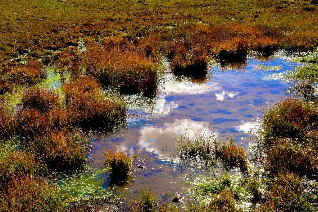 A large marshy puddle in grass