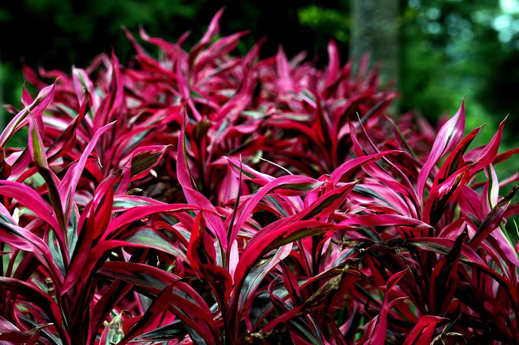 Red ti leaves