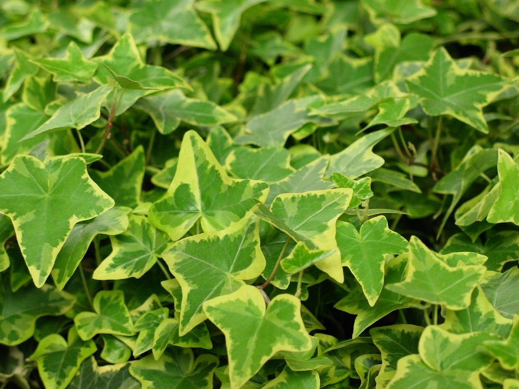 Variegated English ivy
