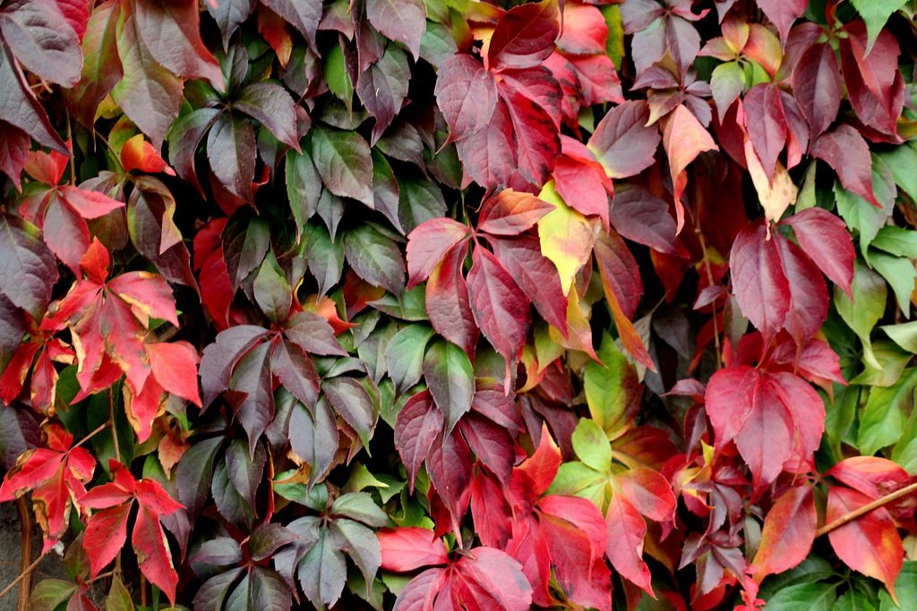 Virginia creeper or Virginia ivy leaves