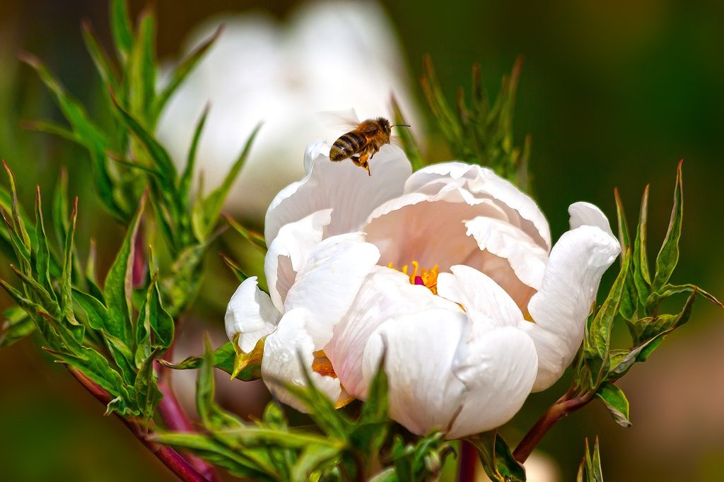 White peony flowers with a bee