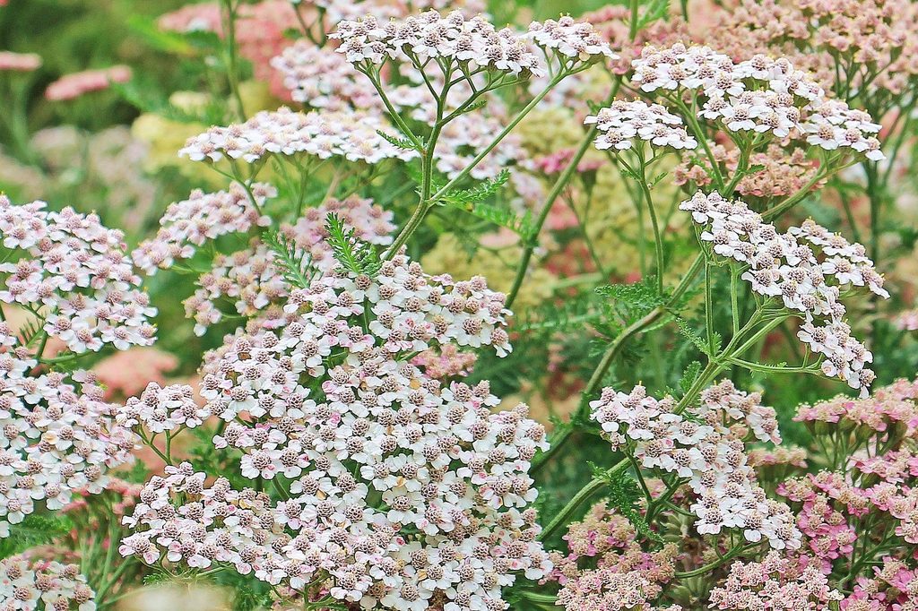 Pale pink and white yarrow flowers