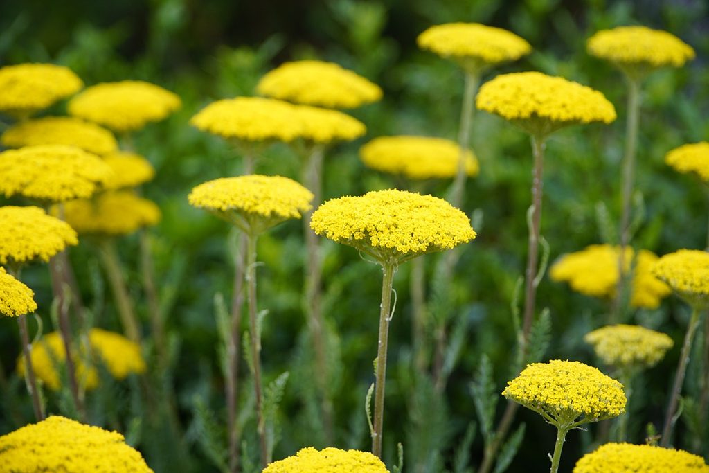 Yellow yarrow flowers