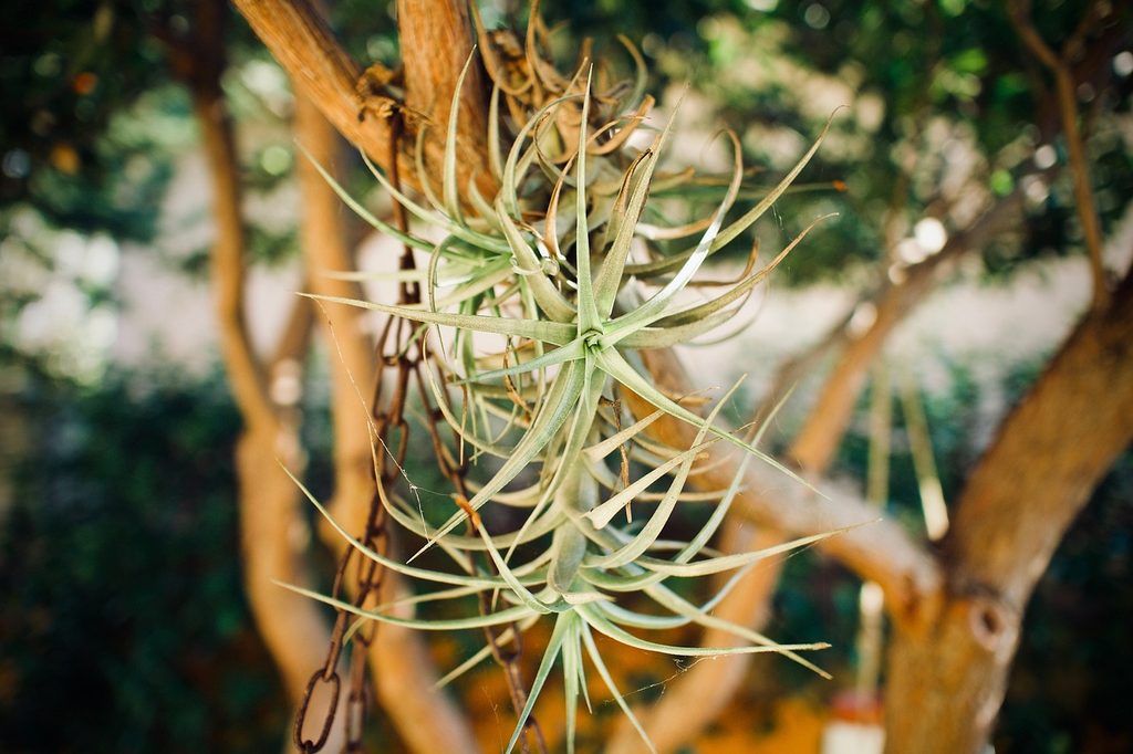 Air plants (tillandsia) growing in a tree