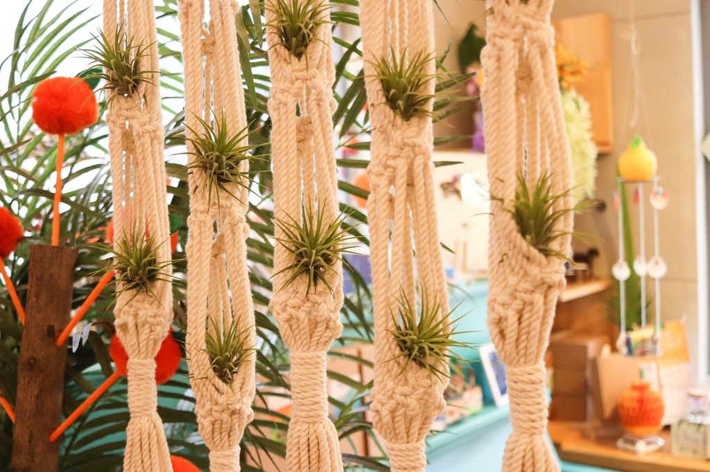 Air plants (tillandsia) in knitted hanging planters