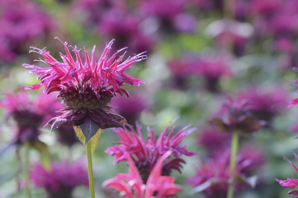 Pink bee balm flowers