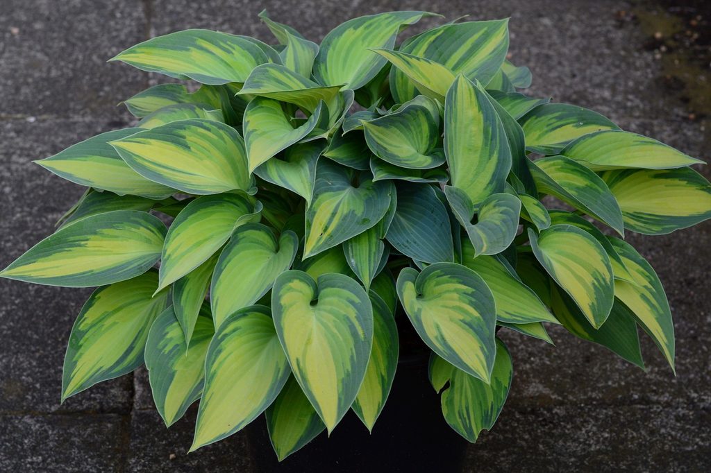 A Deja Blu hosta with blue-green leaves that have yellow centers