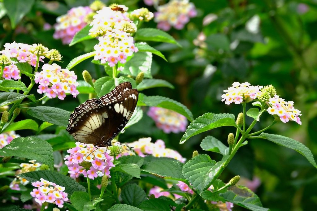 A black and yellow butterfly on pink lantana flowers
