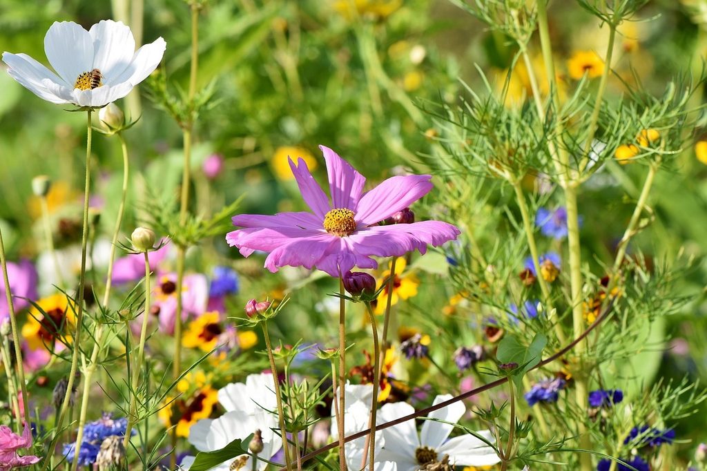 Pink cosmos flowers with blue and yellow wildflowers