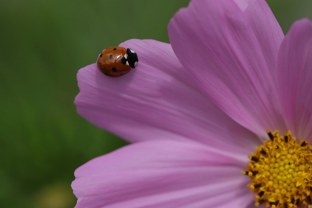 A pink cosmos with a ladybug on it
