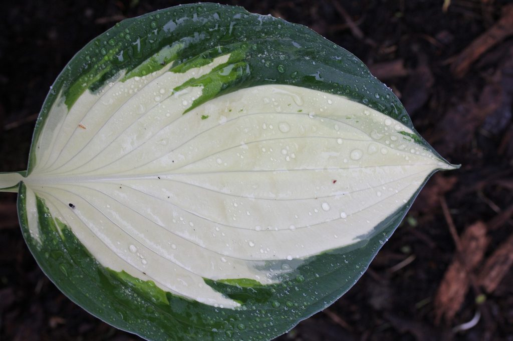 A hosta leaf that is cream in the middle and dark green at the edges.