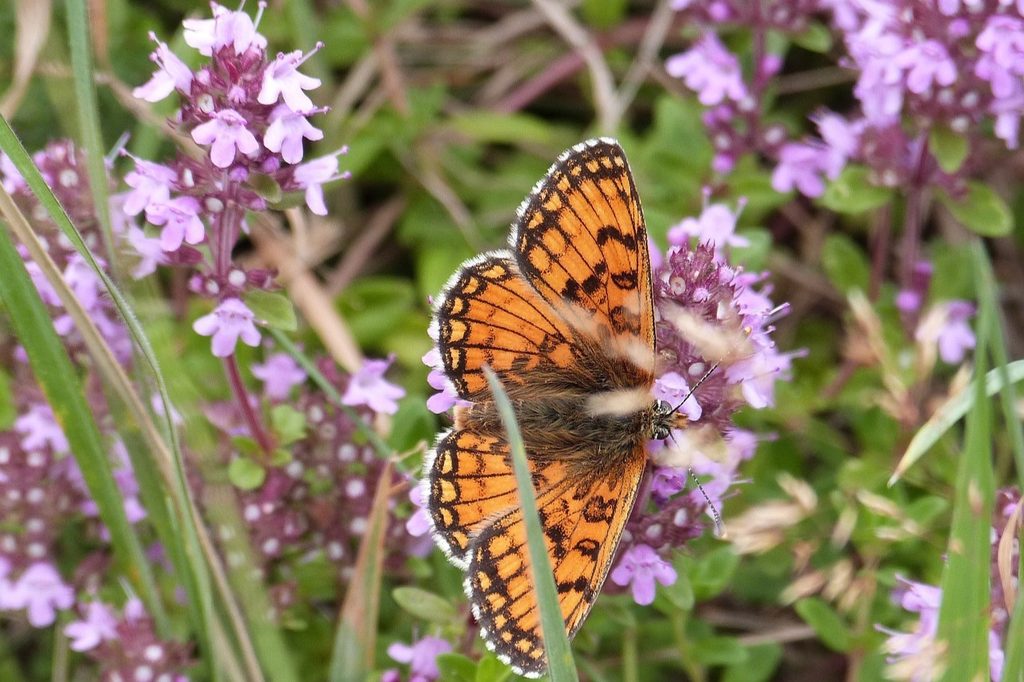 An orange and black butterfly on creeping thyme flowers