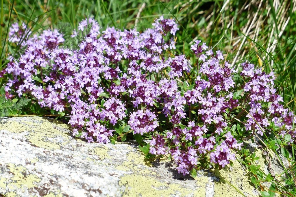 A patch of creeping thyme growing beside a rock.