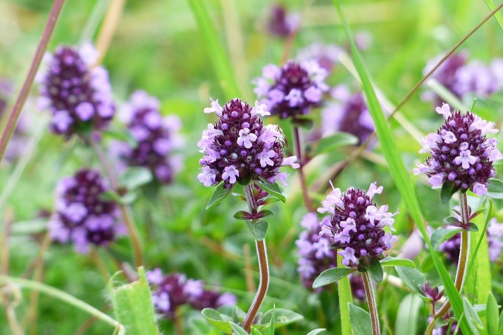 Purple creeping thyme flowers