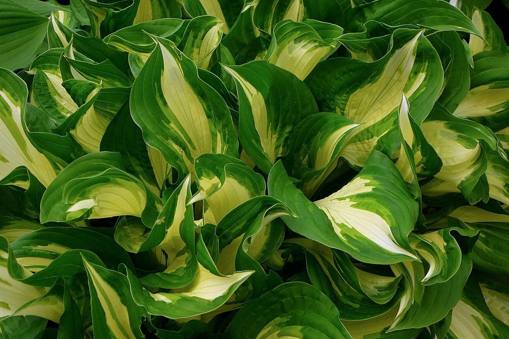 Curled Whirlwind hosta leaves with cream centers and dark green edges