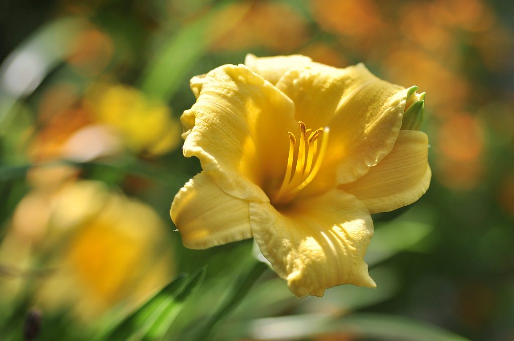 Yellow daylily