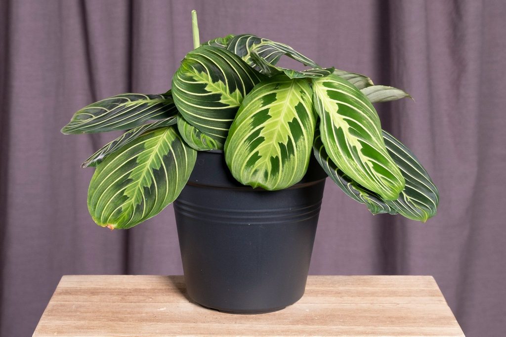 Maranta plant on stool