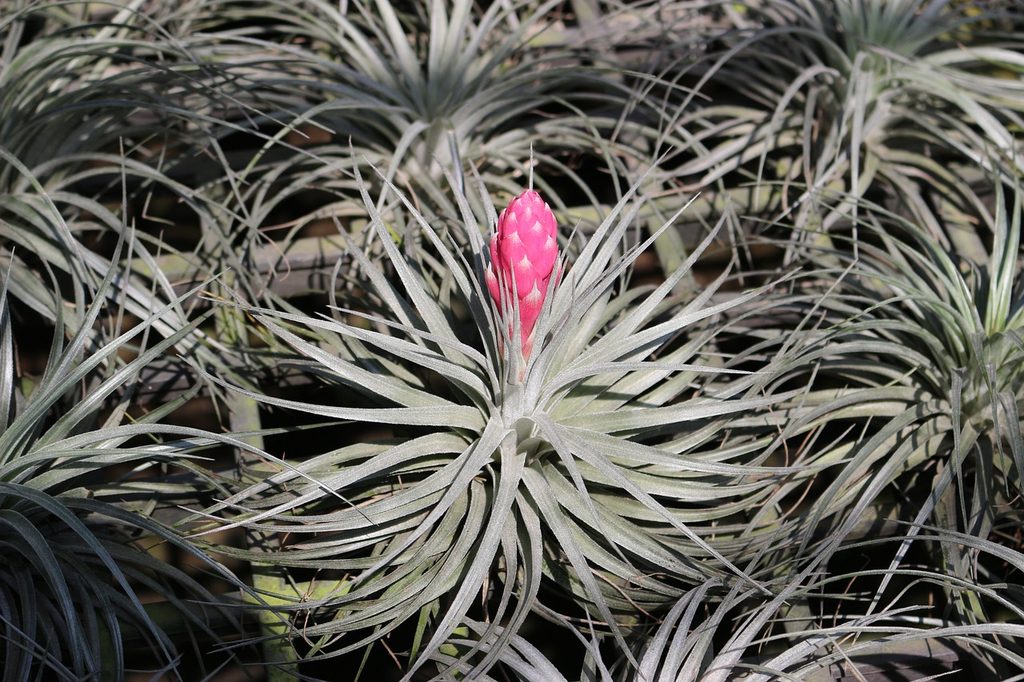 An air plant (tillandsia) with a pink flower bud