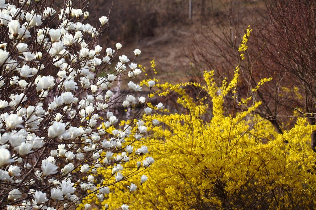 A forsythia bush with yellow flowers next to a small magnolia tree with white flowers
