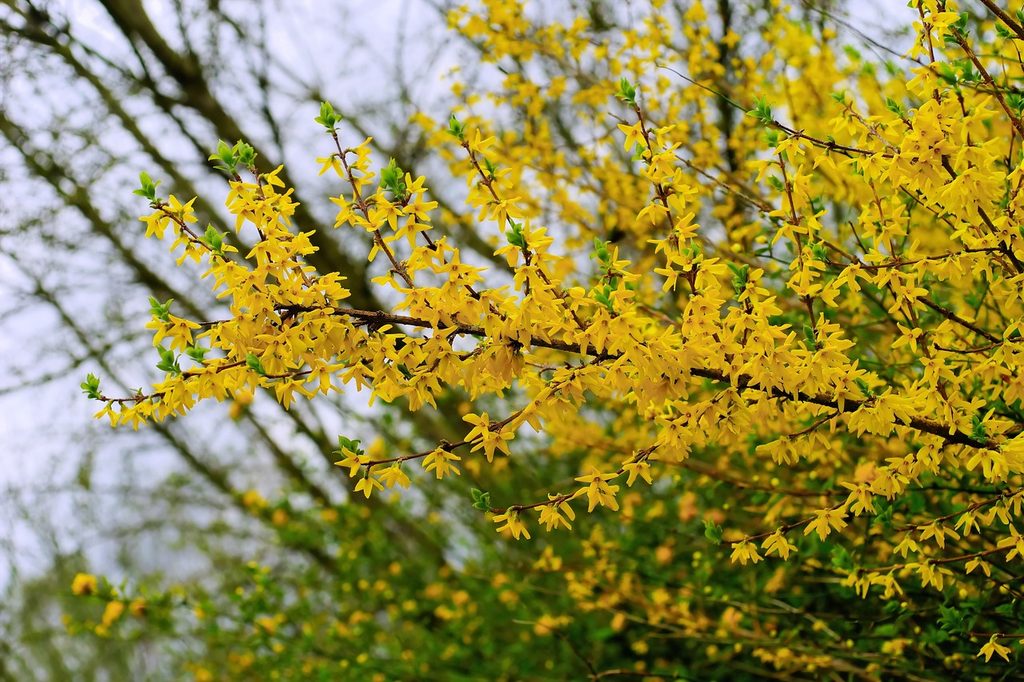 A forsythia bush with yellow flowers