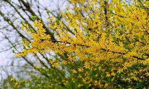 A forsythia bush with yellow flowers