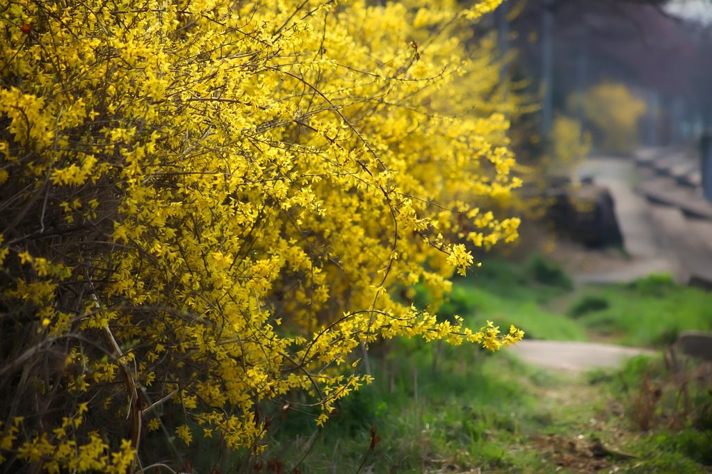 A row of forsythia bushes next to a dirt path.
