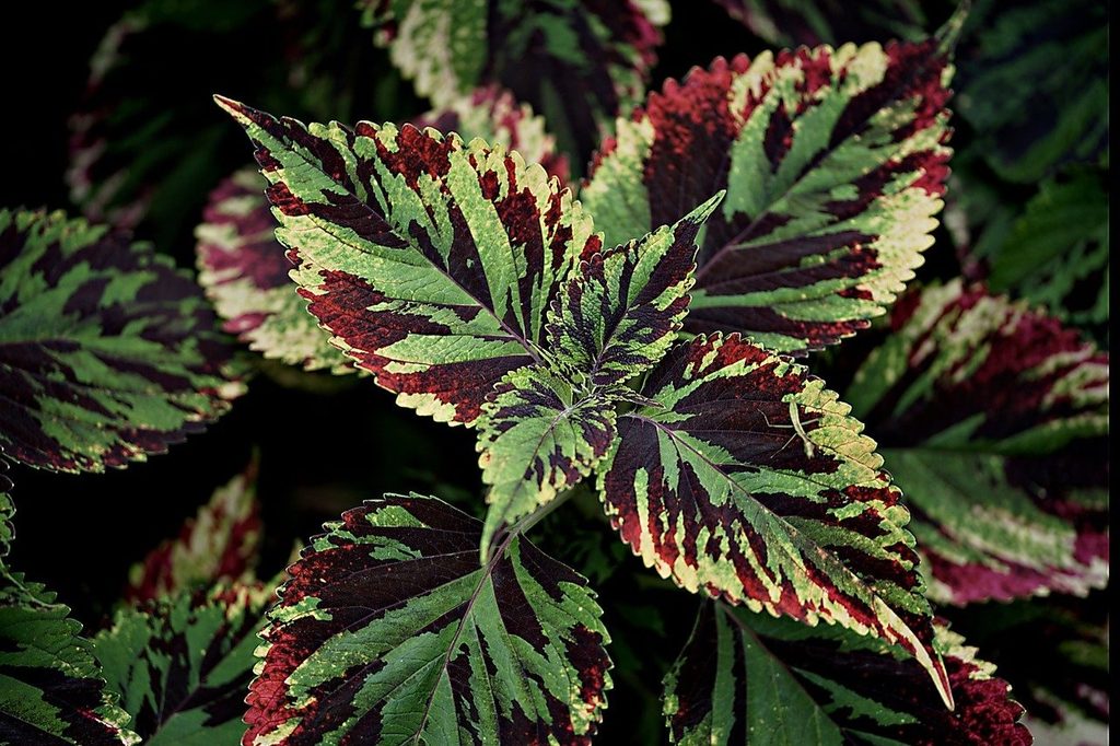 Green coleus leaves with red patches