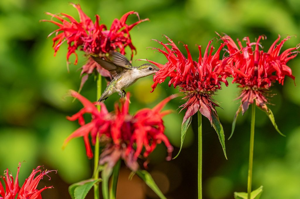 A hummingbird drinking from scarlet bee balm flowers
