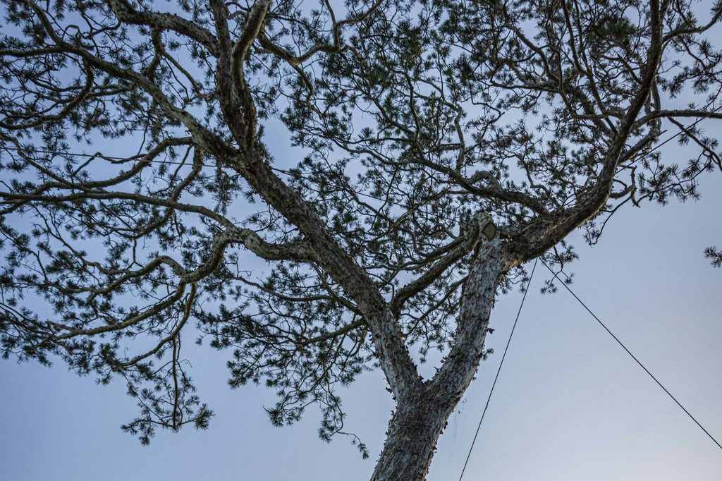 A lacebark pine tree