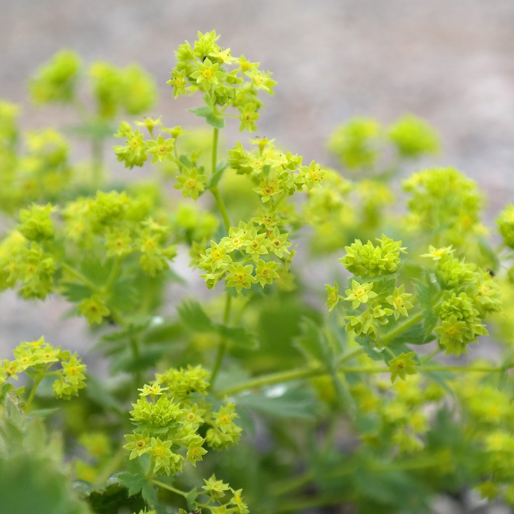 Lady's mantle