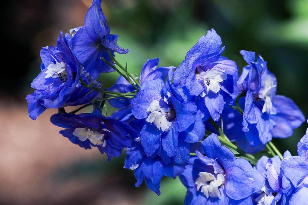 Blue larkspur (delphinium) flowers
