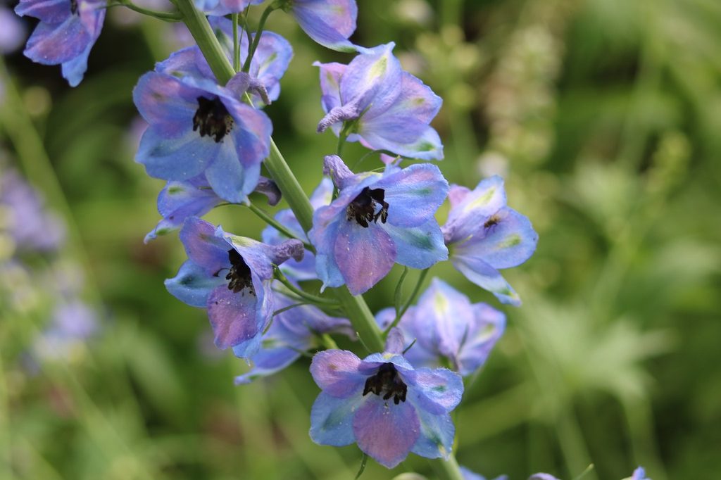 Light blue larkspur (delphinium) flowers